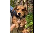 Adopt Hudson a Beagle, Mixed Breed