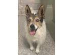 Adopt Sepheroth a Parson Russell Terrier, Mixed Breed