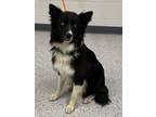 Adopt Brimsley a Border Collie, Mixed Breed