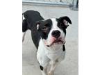 Adopt Moe a Pit Bull Terrier, Mixed Breed