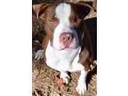 Adopt Tamale a Pit Bull Terrier