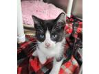 Adopt Loafer a Domestic Short Hair