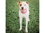 Adopt Stan a Mixed Breed
