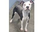 Adopt Stitch (HW-) a Pit Bull Terrier, Mixed Breed