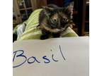 Adopt Basil a Domestic Short Hair