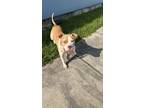 Adopt Leather a Pit Bull Terrier, Mixed Breed