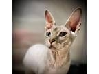 Adopt Shaggy a Sphynx / Hairless Cat