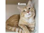 Adopt Kovu 240344 a Domestic Short Hair