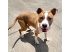 Adopt Gilly a Pit Bull Terrier, Mixed Breed