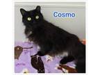 Adopt Cosmo a Domestic Long Hair