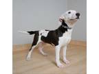 Adopt Phil D16598 a Terrier