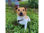 Adopt Marshall a Jack Russell Terrier