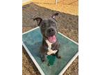 Adopt 56052474 a Pit Bull Terrier, Mixed Breed