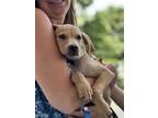 Adopt Carson a Labrador Retriever, Hound