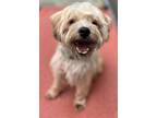 Adopt Cinder NJ a Havanese, Yorkshire Terrier