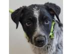 Adopt Spotie a Mixed Breed