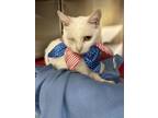 Adopt One Eyed Willie a Domestic Short Hair