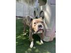 Adopt Stanley a Pit Bull Terrier, Mixed Breed