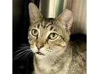 Adopt Mystery a Domestic Short Hair