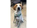 Adopt Benedict a Hound, Mixed Breed