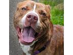 Adopt Pepperoni (mcas) a Pit Bull Terrier