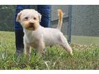 Adopt Frost FKA Dog 1 a Yorkshire Terrier, Poodle