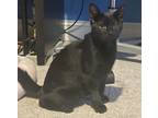 Adopt Toast (24-441) & Jelly (24-442) a Domestic Short Hair