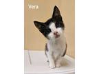 Adopt Vera (24-279) a Domestic Short Hair