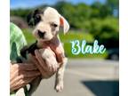 Adopt Blake a Terrier