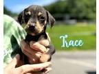 Adopt Trace a Terrier