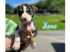 Adopt Kane a Terrier
