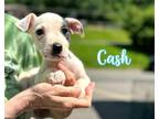 Adopt Cash a Terrier
