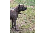 Adopt Desoto a Pit Bull Terrier, Mixed Breed