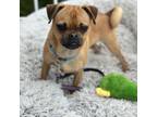 Adopt Skittles a Boston Terrier