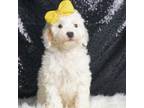 Poodle (Toy) Puppy for sale in Warsaw, IN, USA