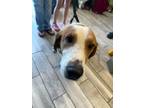 Adopt Frederick a Hound, Mixed Breed