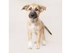 Adopt Curly a Mixed Breed
