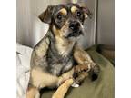 Adopt Ozzie a Mixed Breed