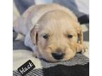 Golden Retriever Puppy for sale in Davison, MI, USA