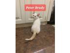 Adopt Peter Brady 1227 a Domestic Short Hair, Siamese