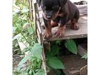Rottweiler Puppy for sale in Capac, MI, USA