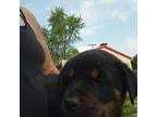 Rottweiler Puppy for sale in Capac, MI, USA