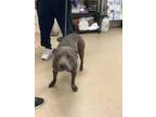 Adopt Mason Monroe a Pit Bull Terrier, Mixed Breed