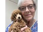 Poodle (Toy) Puppy for sale in New London, NC, USA