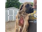 Great Dane Puppy for sale in Robertsdale, PA, USA
