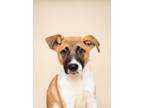 Adopt Kerry a Mixed Breed