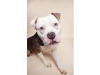 Adopt Diesel a Mixed Breed