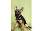 Adopt Orion a German Shepherd Dog, Mixed Breed