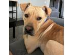Adopt Timmy a Pit Bull Terrier, Mixed Breed