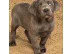 Cane Corso Puppy for sale in Summersville, MO, USA